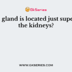 Which gland is located just superior to the kidneys?