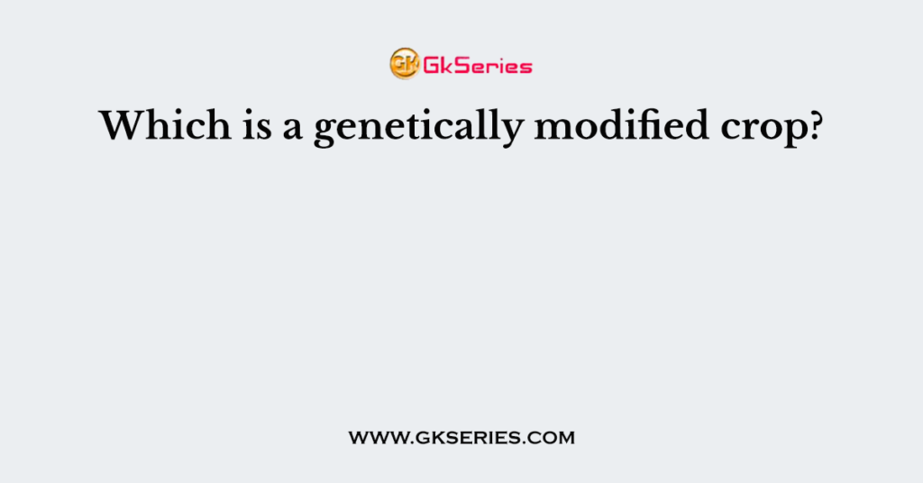 Which is a genetically modified crop?