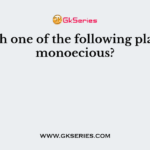 Which one of the following plants is monoecious?
