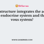 Which structure integrates the activities of the endocrine system and the nervous system?