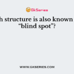 Which structure is also known as the “blind spot”?