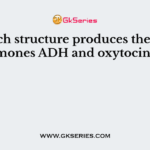 Which structure produces the hormones ADH and oxytocin?