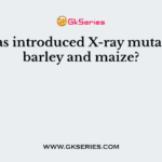 Who has introduced X-ray mutations in barley and maize?