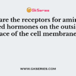 Why are the receptors for amino acid-based hormones on the outside surface of the cell membrane?