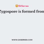 Zygospore is formed from