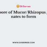 Zygospore of Mucor/Rhizopus germinates to form