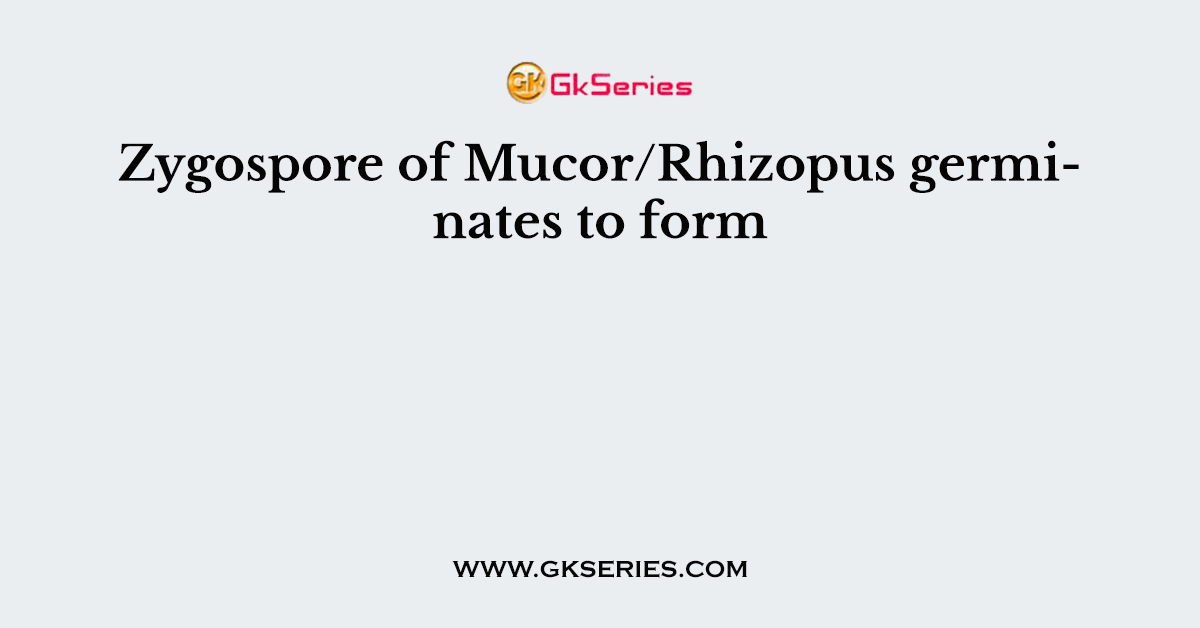 Zygospore of Mucor/Rhizopus germinates to form