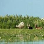 Sanctuaries in Gujarat, Uttar Pradesh listed as Ramsar sites