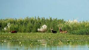 Sanctuaries in Gujarat, Uttar Pradesh listed as Ramsar sites