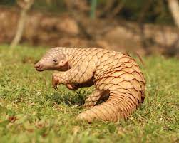 World Pangolin Day 2022: 19 February