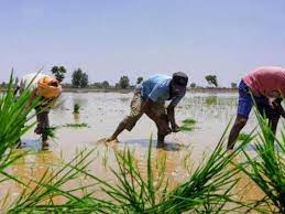 Govt to launch ‘Meri Policy Mere Hath’ under PMFBY to deliver crop insurance policies to farmers at doorstep