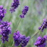 Lavender designated as brand product of J&K’s Doda district, the birthplace of Purple Revolution