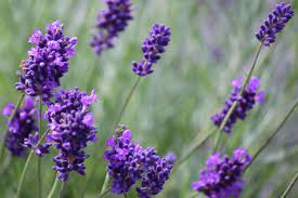 Lavender designated as brand product of J&K’s Doda district, the birthplace of Purple Revolution