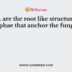 ……… are the root like structure of hyphae that anchor the fungus