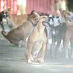 India’s first ambulance for street animals launched in Chennai