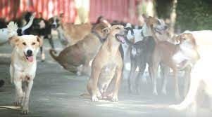 India’s first ambulance for street animals launched in Chennai