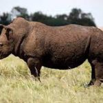 First wildlife bond issued by World Bank to save Africa’s black rhino- Worth- $150 million