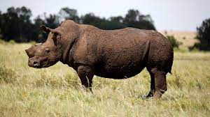First wildlife bond issued by World Bank to save Africa’s black rhino- Worth- $150 million
