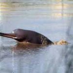 Centre designates October 5 as National Dolphin Day