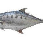 Kerala: Identification of New Marine Species