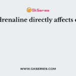 Adrenaline directly affects on