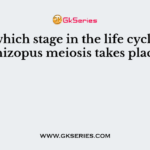 At which stage in the life cycle of Rhizopus meiosis takes place?