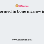 Cells formed in bone marrow include