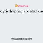 Coenocytic hyphae are also known as
