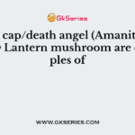 Death cap/death angel (Amanita) and Jack O Lantern mushroom are examples of