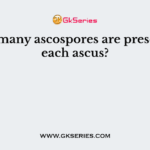 How many ascospores are present in each ascus?
