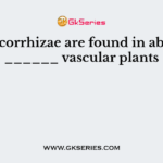 Mycorrhizae are found in about ______ vascular plants