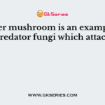 Oyster mushroom is an example of predator fungi which attack