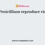 Penicillium reproduce via