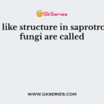 Root like structure in saprotrophic fungi are called