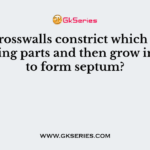 The crosswalls constrict which of the following parts and then grow inwards to form septum?