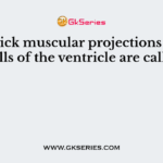 The thick muscular projections on the walls of the ventricle are called