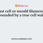 The yeast cell or mould filament is surrounded by a true cell wall
