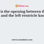 What is the opening between the left atrium and the left ventricle known as?