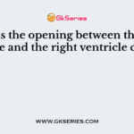 What is the opening between the right auricle and the right ventricle called?