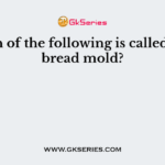 Which of the following is called black bread mold?
