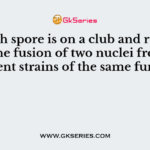 Which spore is on a club and results from the fusion of two nuclei from different strains of the same fungi?