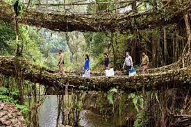 Meghalaya’s root bridges on tentative list of World’s Heritage Sites