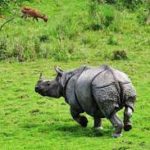 Kaziranga rhino inhabitants increased by 200