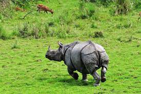 Kaziranga rhino inhabitants increased by 200