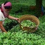 Kangra Tea is likely to get European Union GI Tag