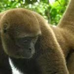Ecuador becomes world’s first country to give legal rights to wild animals