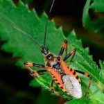 World Chagas Disease Day 2022: 14 April