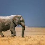 Save the Elephant Day 2022