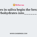 Amylases in saliva begin the breakdown of carbohydrates into__________