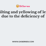 The wilting and yellowing of leaves is due to the deficiency of